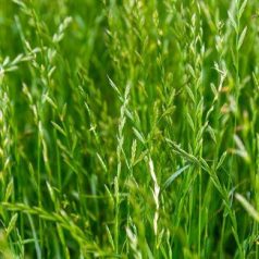 Fűmag Olaszperje 25 kg (Lolium multiflor)