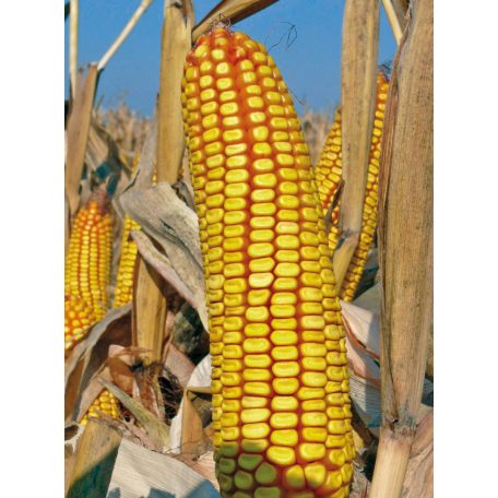 Vetőmag Kukorica Shakira 15,7kg Fémzár:H-23-031/0057