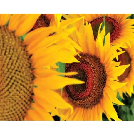 Vetőmag Napraforgó CSF Sulfo F1160c181019