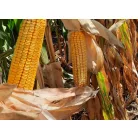 Vetőmag Kukorica Zombor H-22-096/0279   20,7 kg