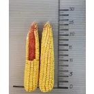 Vetőmag Kukorica Zombor H-22-096/0279   20,7 kg