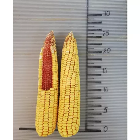 Vetőmag Kukorica Zombor H-22-096/0279   20,7 kg