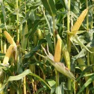 Vetőmag Kukorica Cenzus Fémzár: 9-006-60508/01  20,8 kg