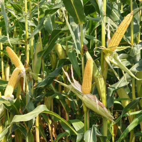 Vetőmag Kukorica Cenzus Fémzár: 9-006-60508/01  20,8 kg