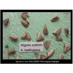   Csalamon Tölgylevél Sodrómoly Csapda 2db ( RAG )   Aleimma loeflingiana