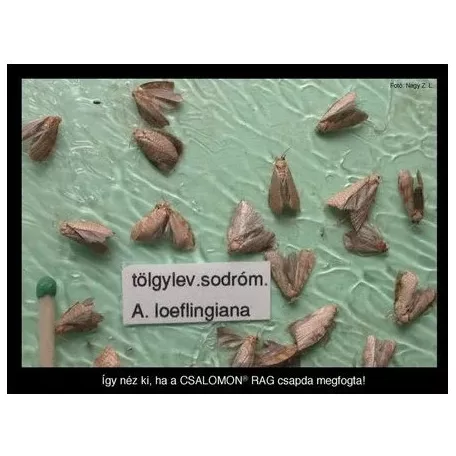 Csalamon Tölgylevél Sodrómoly Csapda 2db ( RAG )   Aleimma loeflingiana