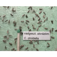   Csalamon Vadgesztenye Aknázómoly Csalétek csapdához  Cameraria ohridella