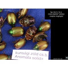 Csalamon Kunsági Zöld Cserebogár Csapda 2db (VARb3)